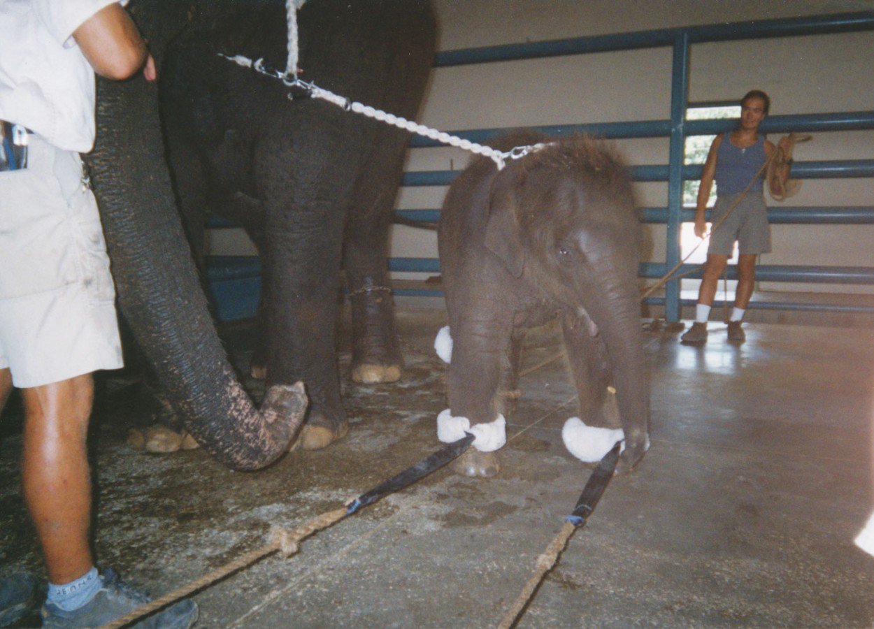 TRANSCEND MEDIA SERVICE » Baby Elephants, Bound and Broken: How