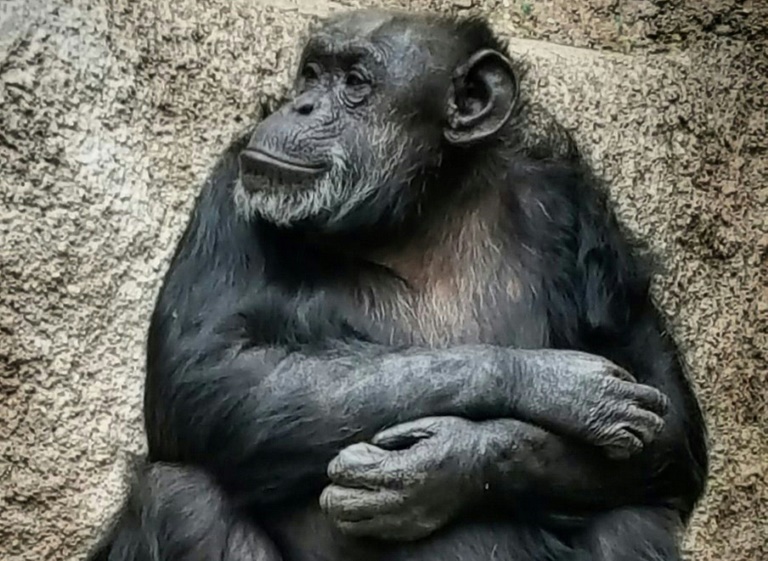 Vídeo de mãe chimpanzé abraçando filhote pela primeira vez emociona