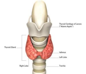 TRANSCEND MEDIA SERVICE » Thyroid Gland: Functions, Symptoms, Diet, and ...